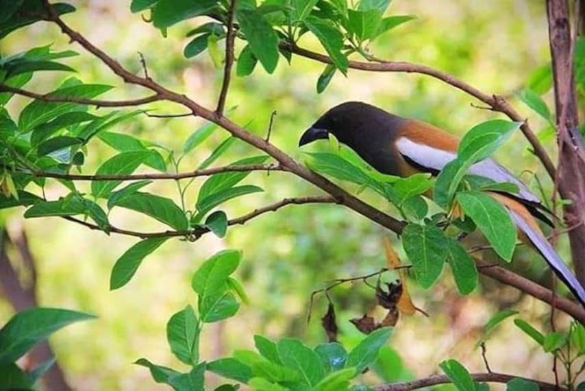 Ranthambore National Park-1